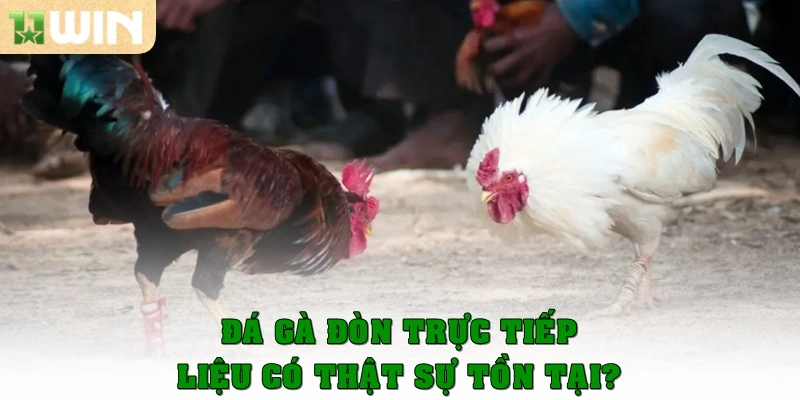 Đá gà đòn trực tiếp liệu có thật sự tồn tại?
